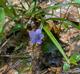 Viola sororia