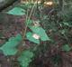 Vitis aestivalis