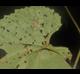 Vitis aestivalis