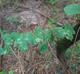 Vitis aestivalis