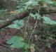 Vitis aestivalis