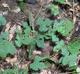 Vitis palmata