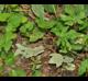 Vitis palmata