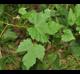 Vitis palmata