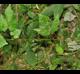 Vitis palmata