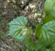 Vitis rotundifolia