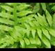 Woodwardia areolata