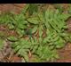 Woodwardia areolata