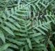 Woodwardia areolata