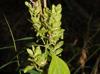 Yeatesia viridiflora