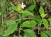 Yeatesia viridiflora