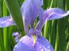 Iris sp