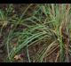 Carex joorii