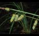Carex joorii