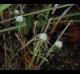 Eryngium integrifolium