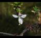 Oenothera filiformis