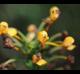 Platanthera chapmanii