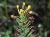 Platanthera chapmanii