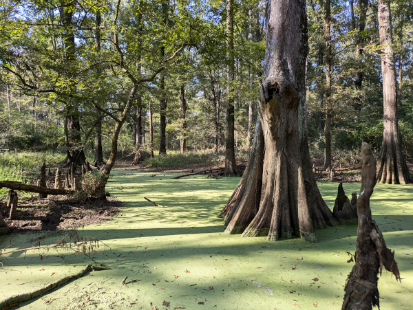 Floodplain slough with Taxodium distichum