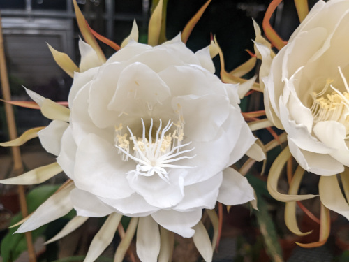 Flower of the night-blooming cactus Epiphyllum oxypetalum