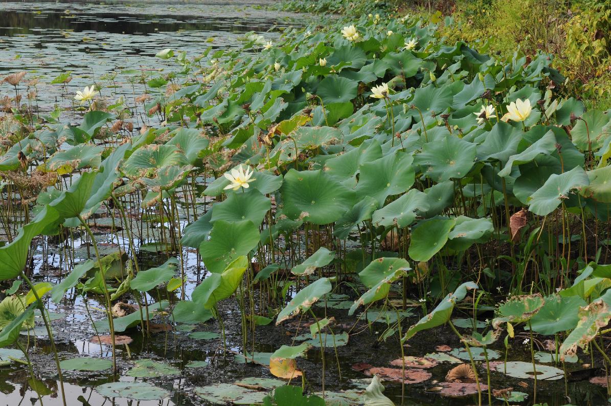 Nelumbo lutea -american lotus
